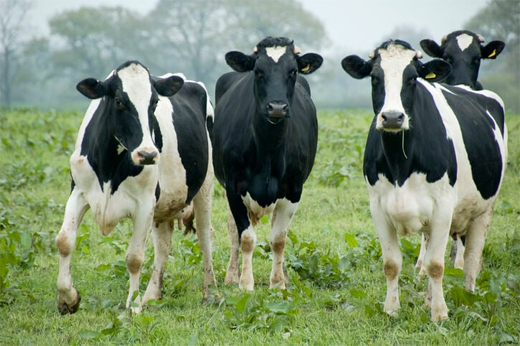 Cows death